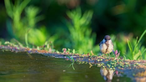 a great tit (parus major) drinks from a natural spring, with its colorful body beautifully reflected in the still water below