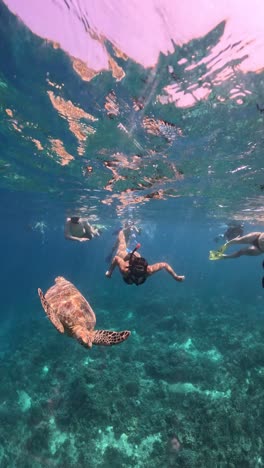 sea turtle or chelonioidea underwater view diving with turtles divers scuba dive in the sea.