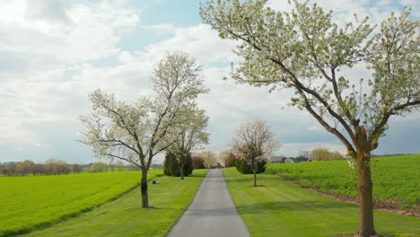 white blooming trees along farm lane in rural usa