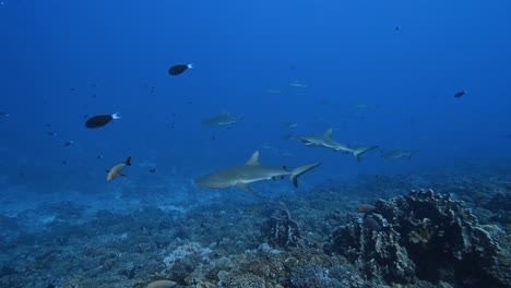 school of grey reef sharks in a cleaning station on a tropical coral reef in clear water, in the atoll of fakarava in the south pacific ocean around the islands of tahiti-1