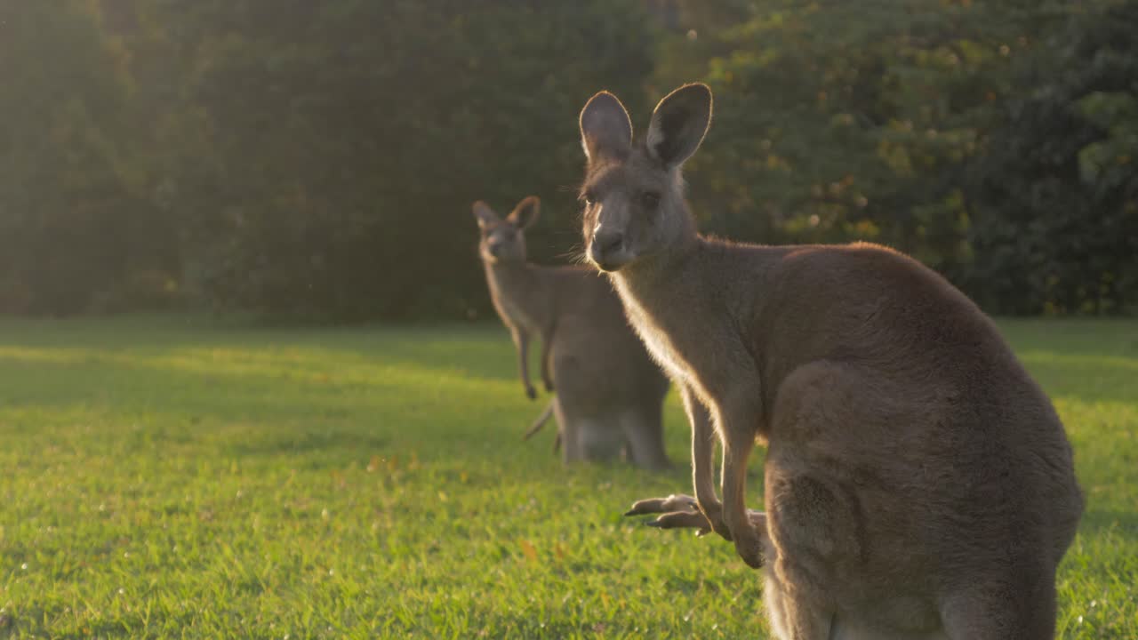 dos madres canguro gris oriental con joey en la bolsa de pie sobre las patas traseras - canguro mirando a la cámara al atardecer - costa dorada, qld, australia