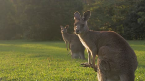 Dos-Madres-Canguro-Gris-Oriental-Con-Joey-En-La-Bolsa-De-Pie-Sobre-Las-Patas-Traseras---Canguro-Mirando-A-La-Cámara-Al-Atardecer---Costa-Dorada,-Qld,-Australia