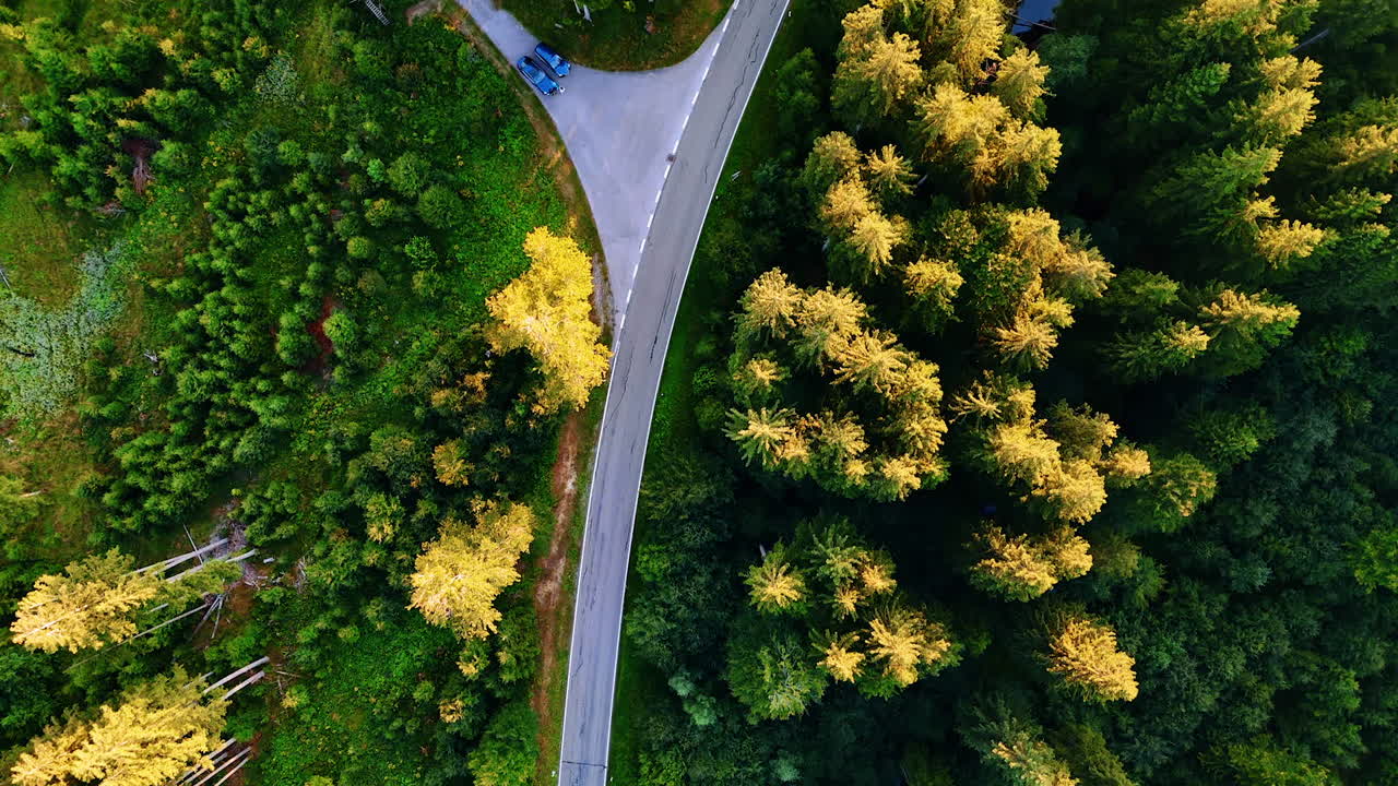 Curved road through green forest from above. Aerial view of a winding road cutting through lush green forest with tall trees and vibrant foliage