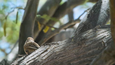 sociable weaver crouched to a branch, changes position moving away from camera, medium shot