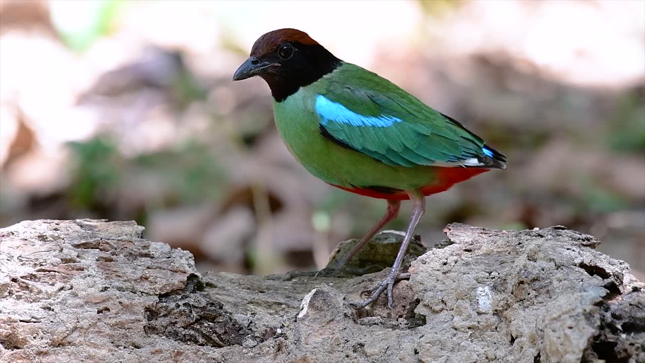 comúnmente encontrado en el sudeste asiático y un ave bastante amigable