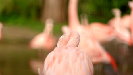 a close up shot from behind a bright pink chilean flamingo as it preens and cleans its feathers