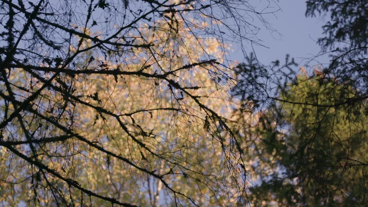 바람에 움직이는 황금빛 자작나무, 전경의 벌거벗은 전나무 가지, 핸드헬드