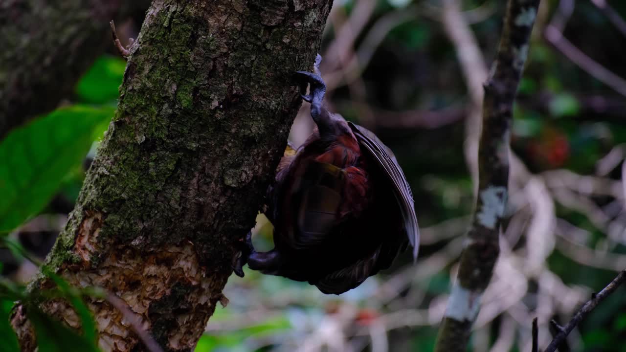 Uccello pappagallo kākā della Nuova Zelanda con piume rosse sul ventre aggrappato a un albero e che rimuove la corteccia in una foresta a Wellington, Nuova Zelanda (Aotearoa)