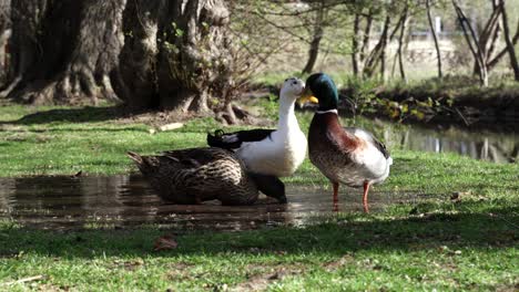 Drei-Süße-Hausenten,-Die-Auf-Dem-Wasser-Des-Teiches-In-Einem-Ruhigen-Park-Mit-Großen-Bäumen-In-Der-Nähe-Des-Kanals-Planschen