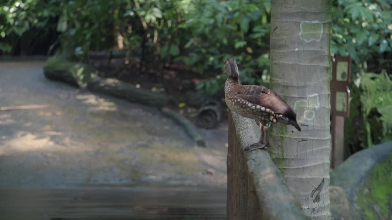 A duck perched on a log in a lush, natural environment