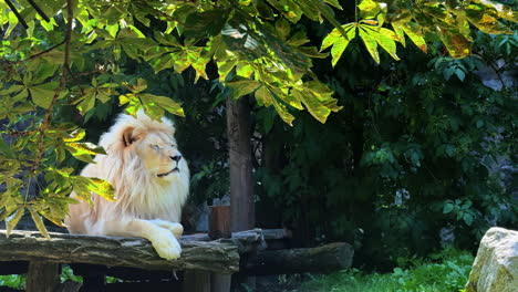 white lion resting in shade. a white lion relaxes majestically on a wooden platform amid lush green foliage during a sunny day