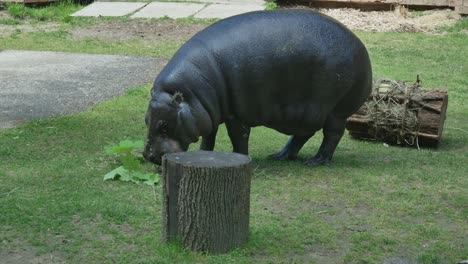 common hippopotamus eats green leaves from broken tree branch-2