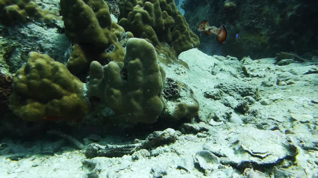 el gusano plano de la alfombra persa flota y aleta en la ligera corriente mientras se mueve a una parte diferente del arrecife de coral.