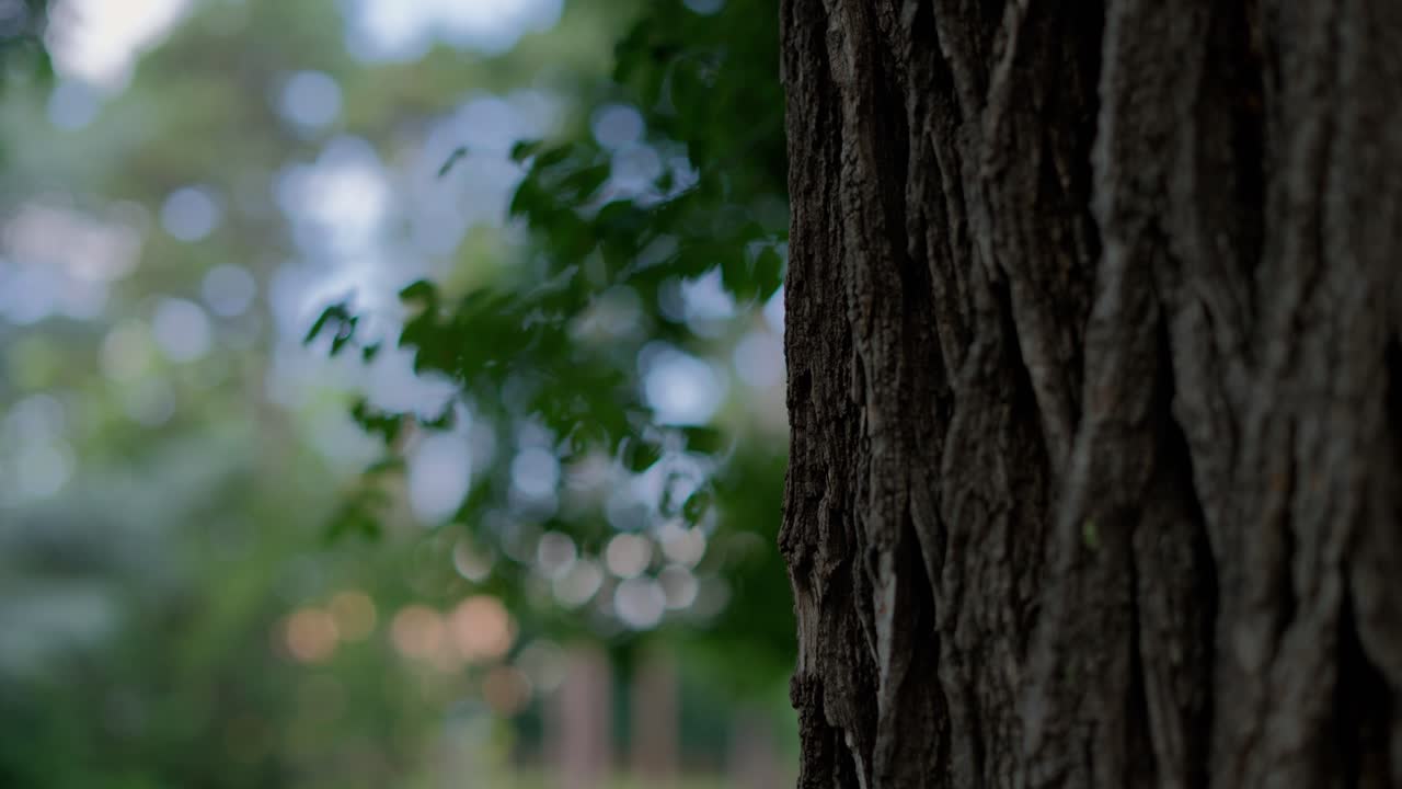 Close up of an Oak Tree crust in a park with blurry background