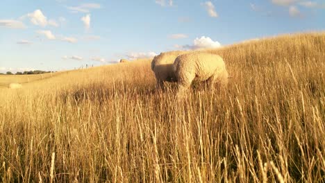 sheeps grazing in golden evening sunlight in high dry grass on a dyke