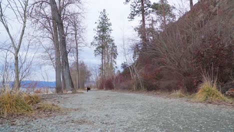 Whoodle-Dog-running-down-a-gravel-pathway-in-slow-motion