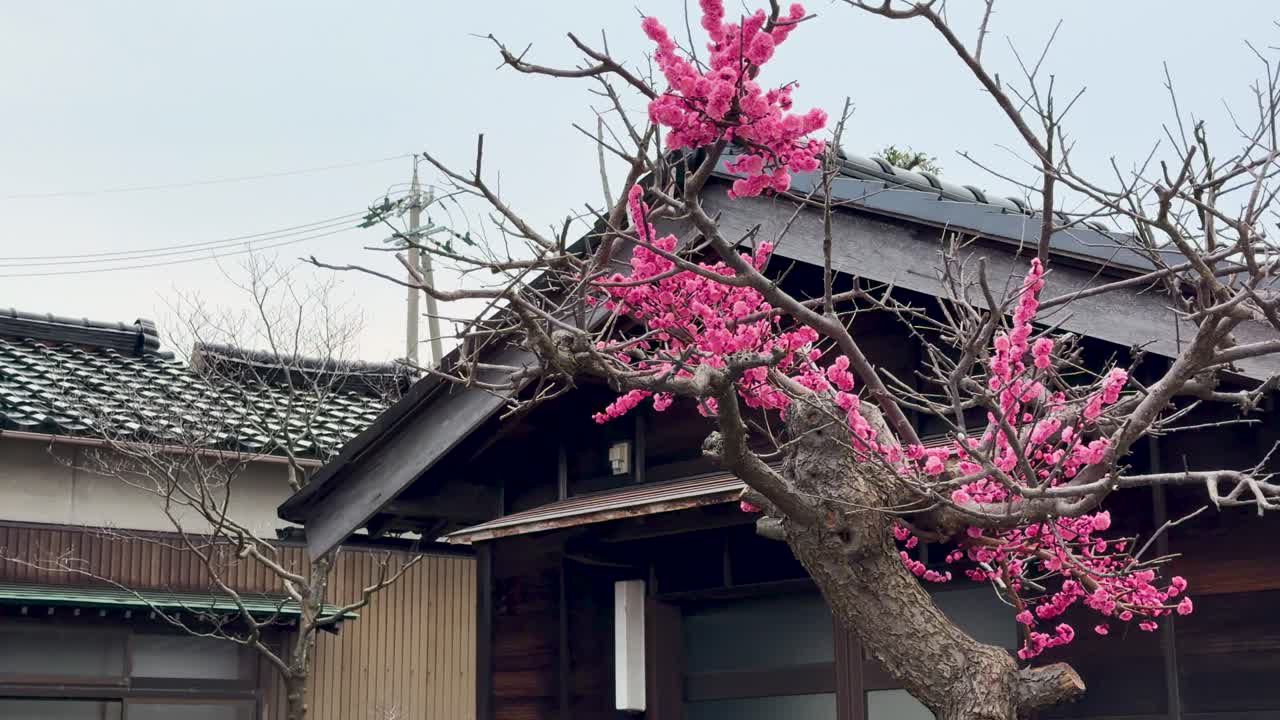 İlkbaharda geleneksel bir Japon ahşap binasına karşı canlı pembe erik çiçeklerinin sabit çekimi.