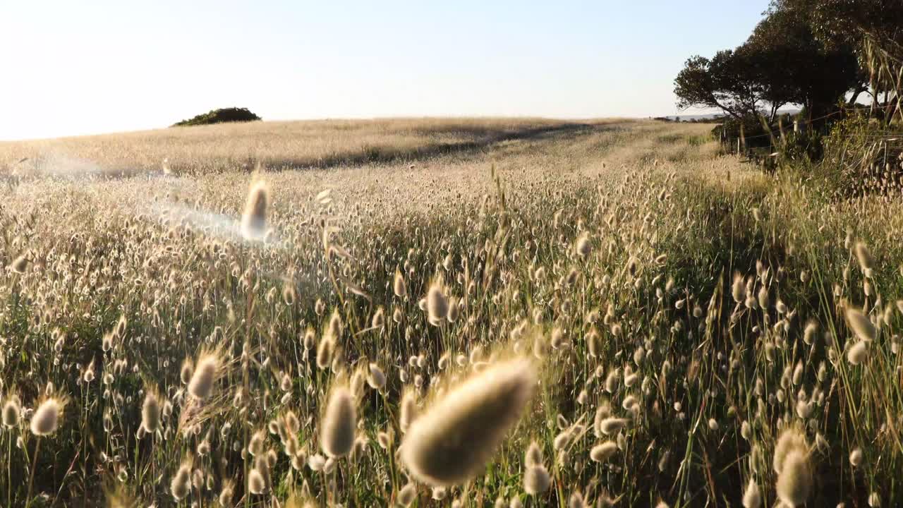 поле, живое светом