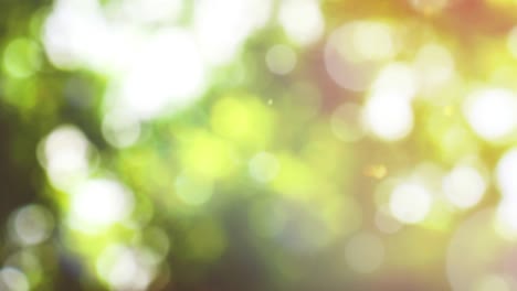 abstract spring background with bokeh