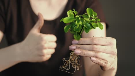 brote verde día de la tierra manos plántula pulgar hacia arriba