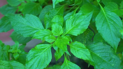 el jugo de hoja de ram tulsi es una medicina ayurvédica muy útil para el resfriado y la tos.