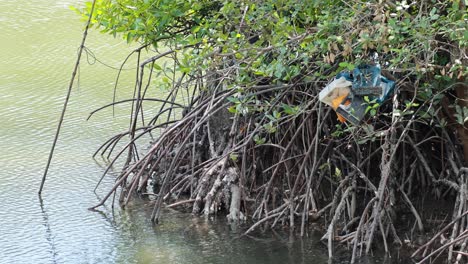 mangrove roots in phuket, thailand, with visible trash pollution. calm water, natural lighting, highlighting environmental concerns