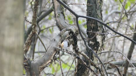 Red-breasted-nuthatch-bird-picking-tiny-prey-and-taking-off-from-branch