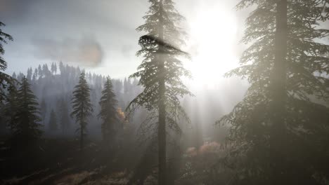 sun beams through trees