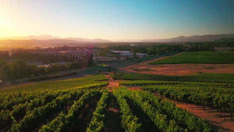 a beautiful drone shot at sunset of a lush green vineyard in the wine country of napa, california