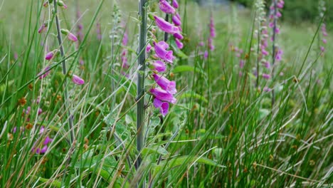 busy bee pollinating foxglove flowers in the countryside, uk