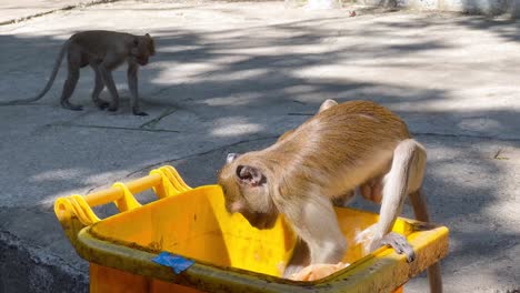 monkey explores trash bin for food