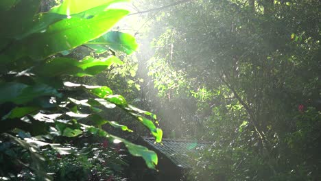 Static-shot:-a-tropical-rainforest-with-a-few-drops-of-rain-falling-down