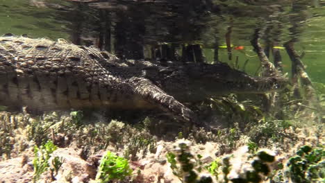 remarkable shot of an alligator walking underwater