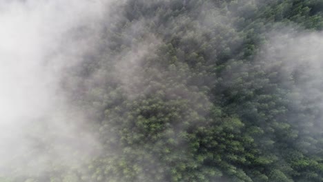 a drone shot above low-lying clouds, over the trees of redwood national forest in northern california, usa