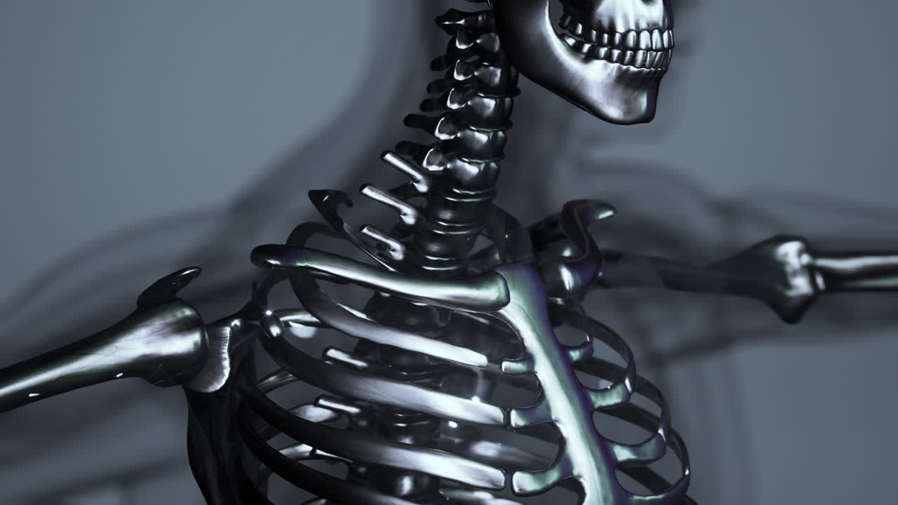 huesos visibles del esqueleto del hombre