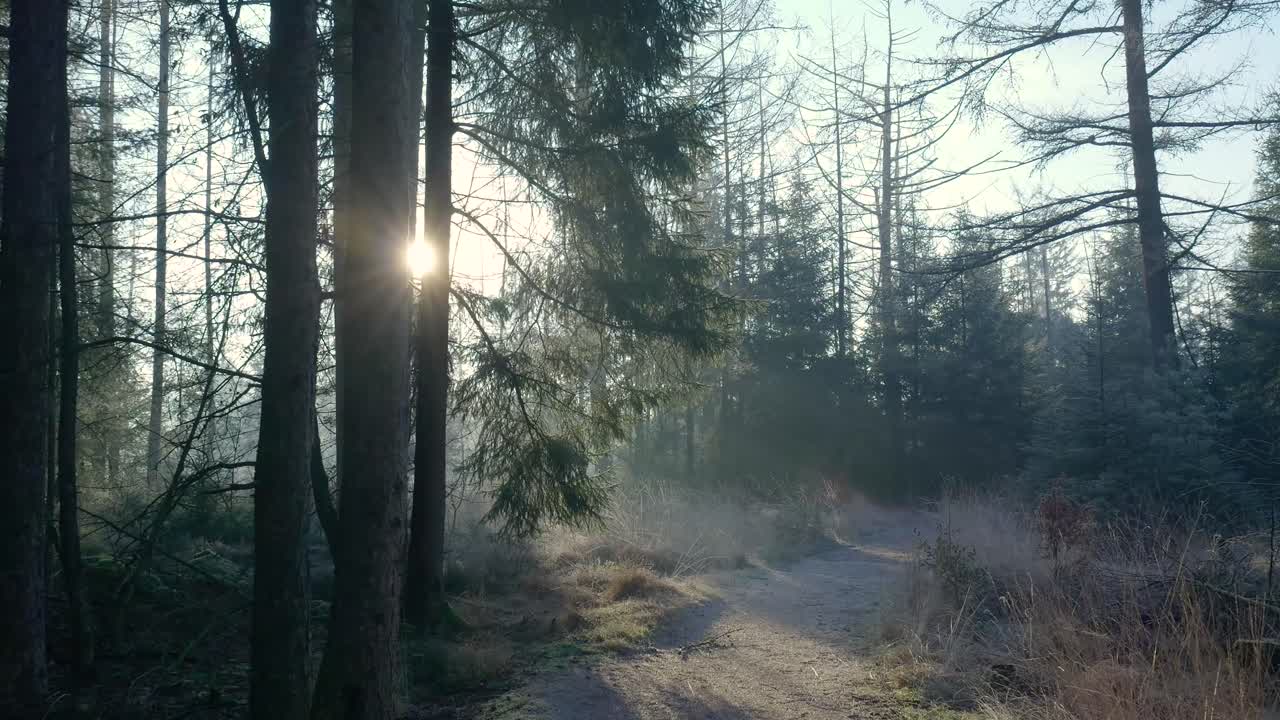 해가 뜨면 안개 은 숲길