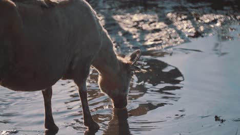 Goat-drinking-from-pond-on-sunny-day,-slow-motion-medium-shot-clip