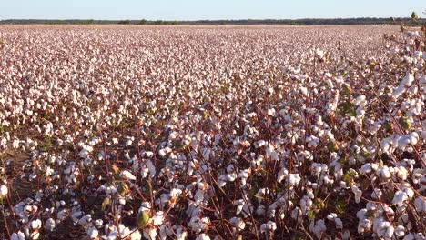 Langsamer-Baumwollanbau-Auf-Einem-Feld-In-Der-Region-Des-Mississippi-Flussdeltas