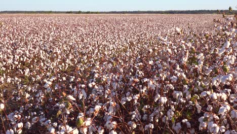 sartén lenta de cultivo de algodón en un campo en la región del delta del río mississippi