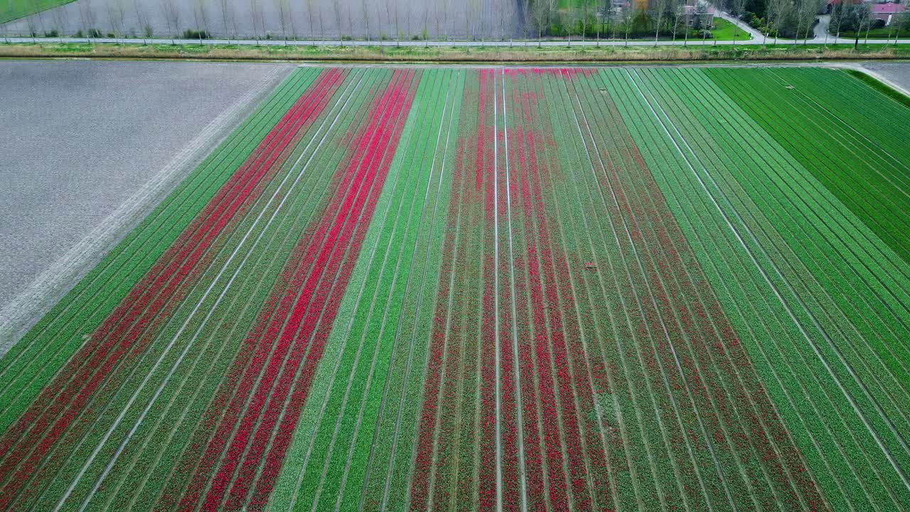 ⁇ 립 필드 에멜로드, 네덜란드. 첫 번째  ⁇
