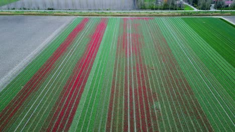 campo de tulipanes en emmeloord, países bajos.