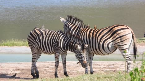 Zebra-Herd-Grazing-with-Birds-on-Backs,-Kruger-National-Park,-South-Africa