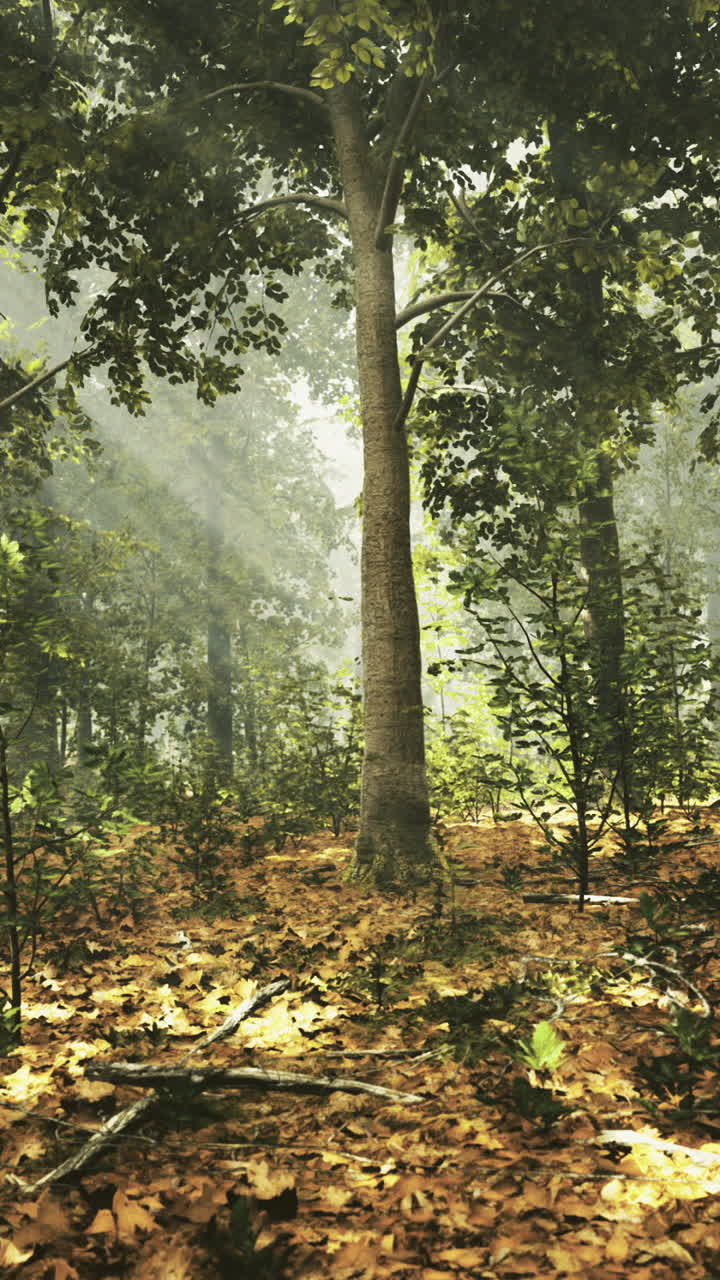 Sunlight breaks through the canopy illuminating a serene forest landscape