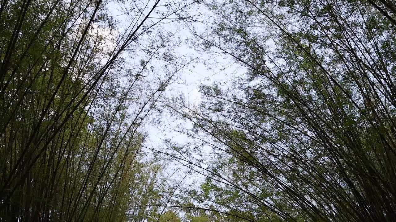 대나무 나무 들 이 부드럽게 바람 에 흔들리고 있다