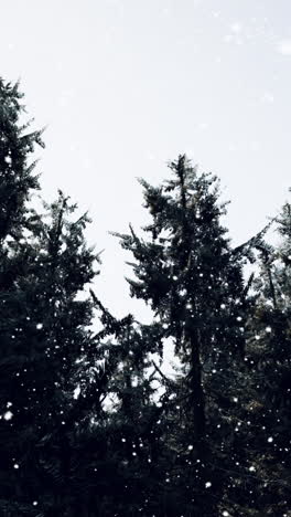 snowy pine forest