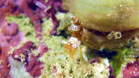 small shrimp underwater