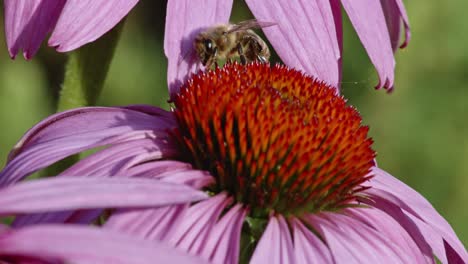 abeja melífera emerge de detrás de una flor de estornudo común