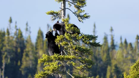 baby black bears playing in a tree in tadoussac quebec canada