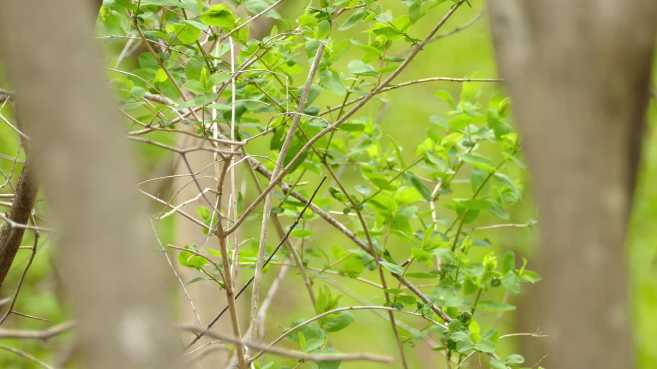 트윅 사이를 점프하는 검은색과 노란색 새