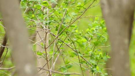 Ein-Schwarz-gelber-Vogel,-Der-Zwischen-Den-Zwickungen-Springt